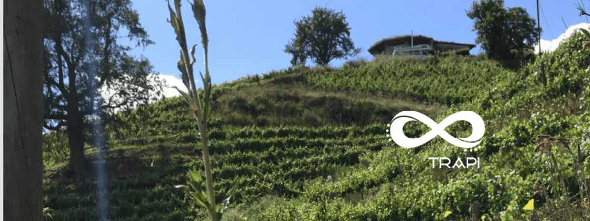 Trapi del Bueno Vineyard